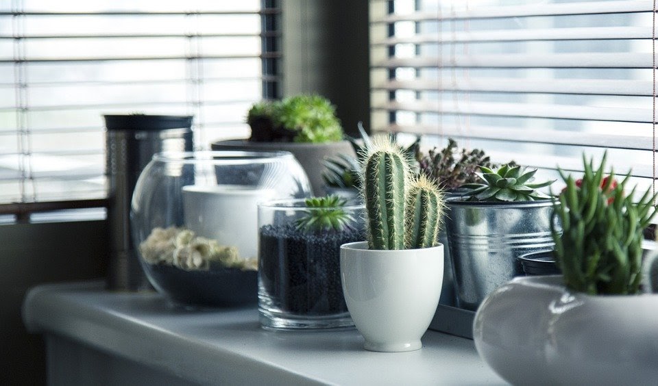Pots, Plants, Cactus, Succulent, Shelf, Window, Garden